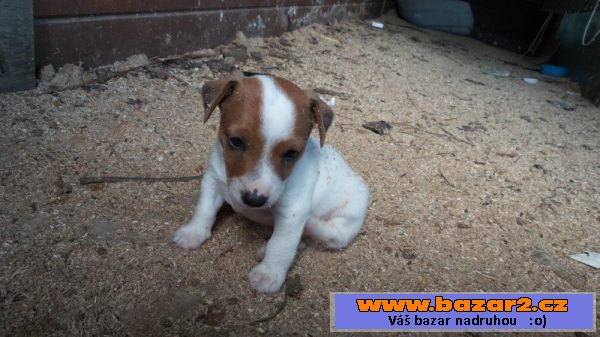 Krásná štěňátka Jack Russell teriér