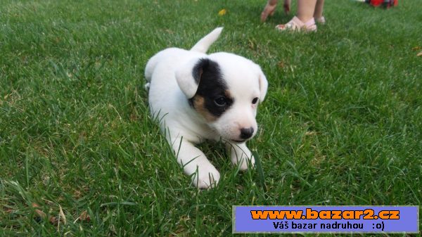Krásná štěňátka Jack Russell teriér