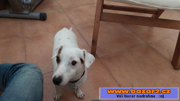 Krásná štěňátka Jack Russell teriér