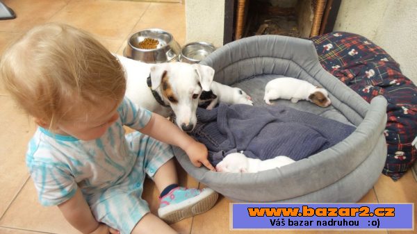 Krásná štěňátka Jack Russell teriér