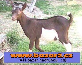PRODÁM KRÁSNÁ KUZLATA