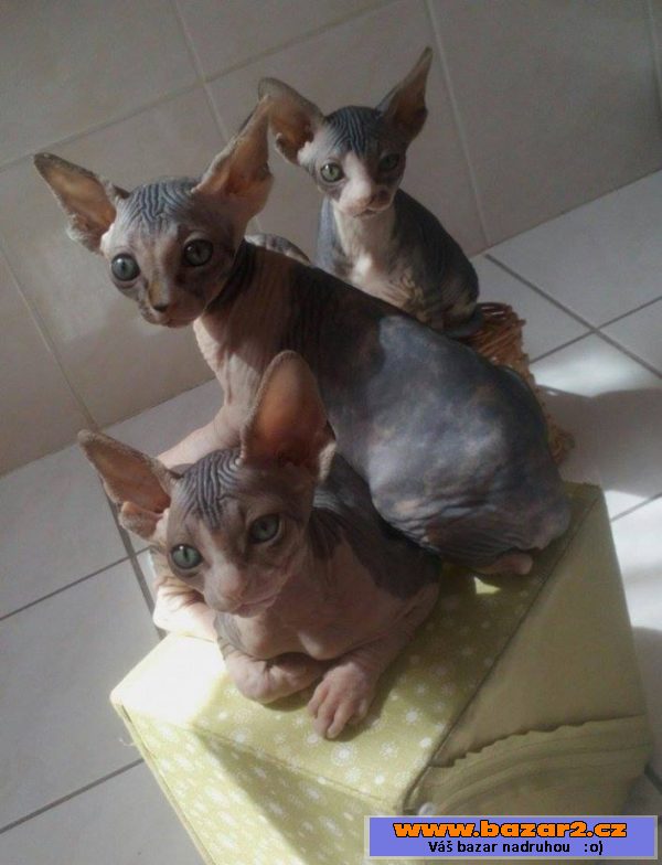 Kočičky sphynx