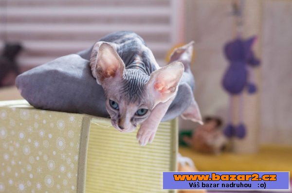 Kočičky sphynx