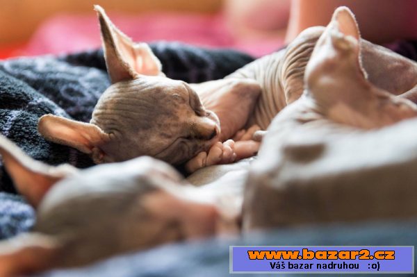 Kočičky sphynx