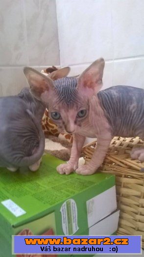 Kočičky sphynx