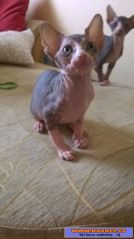 Kočičky sphynx