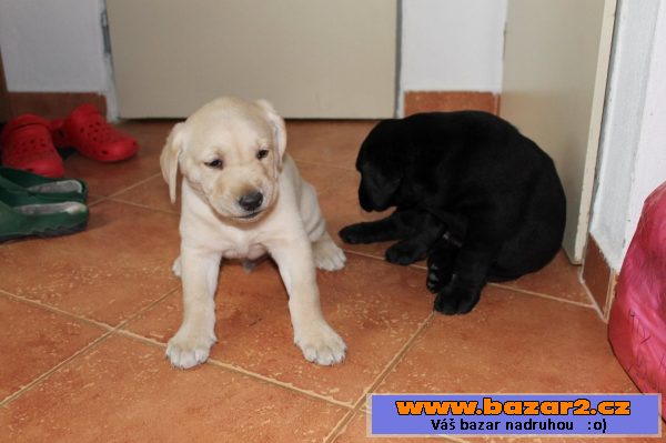 Štěně labradorský retrívr