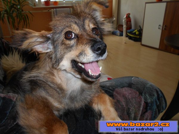 Kříženečka  Bella