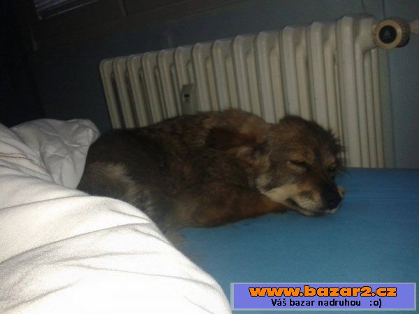 Kříženečka  Bella