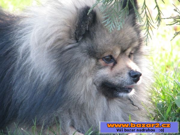 německý špic / pomeranian