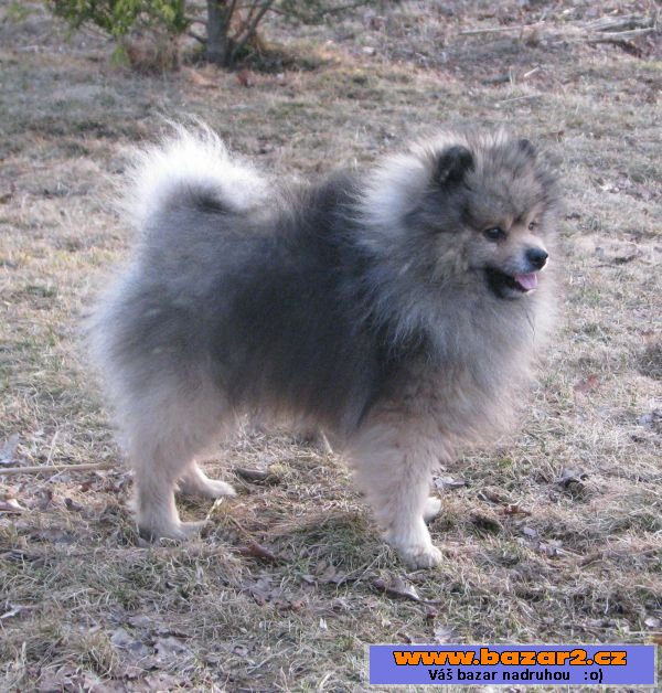 německý špic / pomeranian