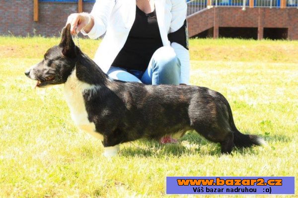 Welsh corgi Cardigan