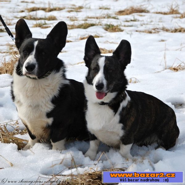 Welsh corgi Cardigan