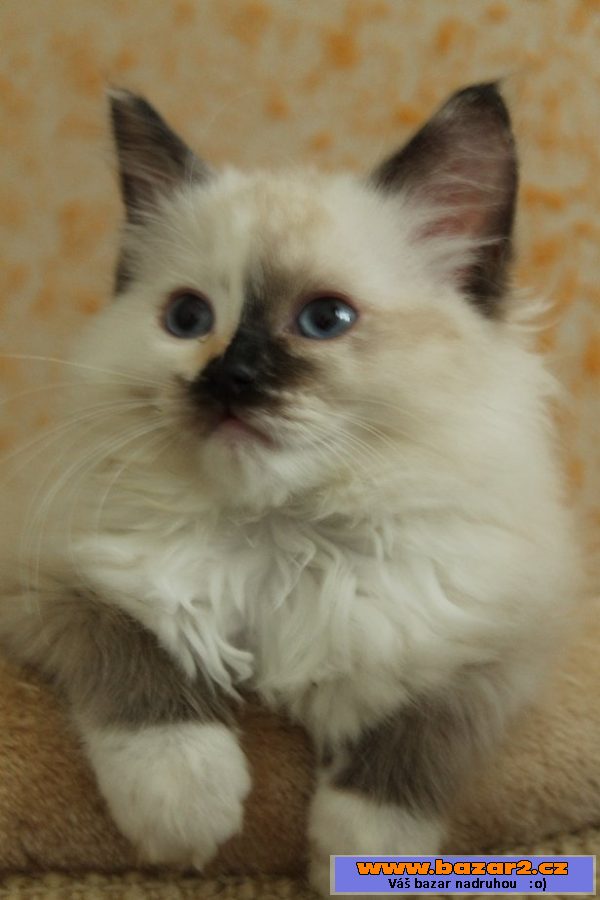 Ragdoll kotě s PP