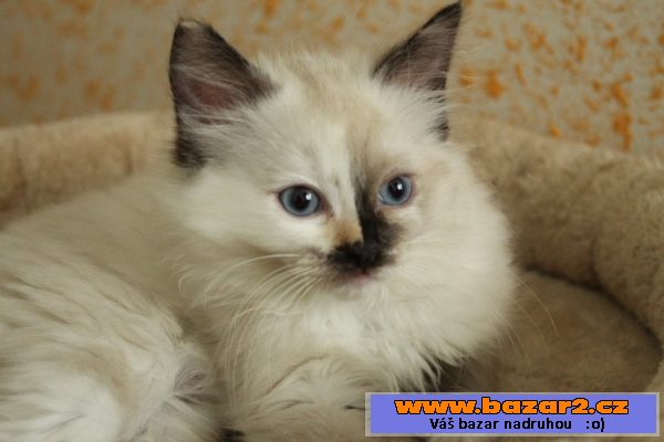 Ragdoll kotě s PP