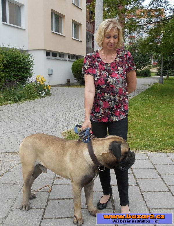 ČÁRLÍ - Bulmastif - pes