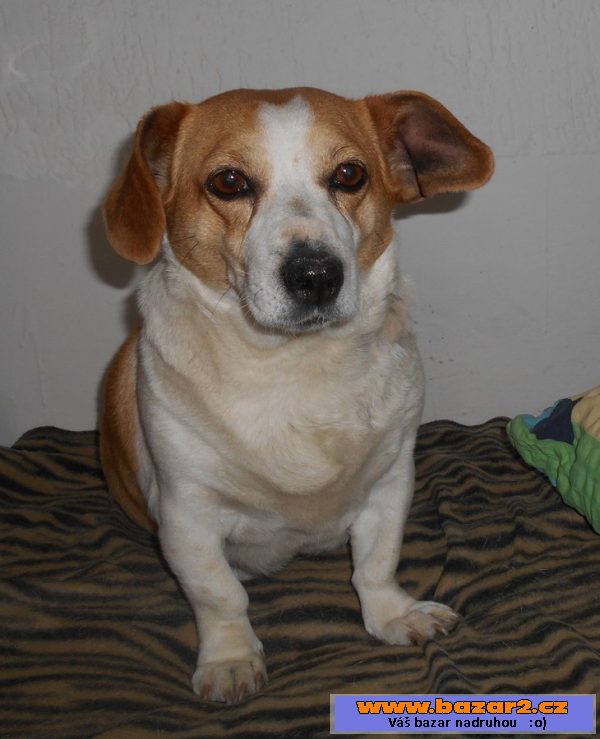 BETYNKA - Jack Russel teriér - fena