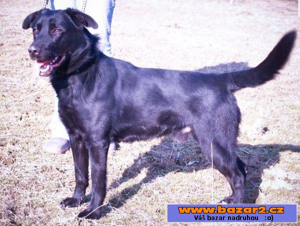 DEMON - Labradorský retrívr x