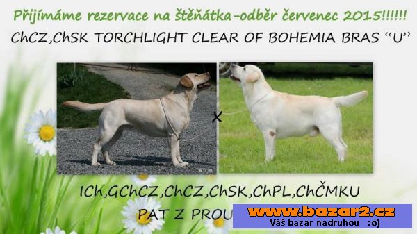 Žlutá štěňata labradora s PP