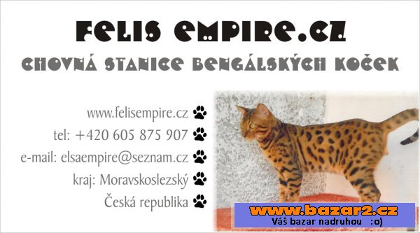 Bengálská kočka - koťátka s PP