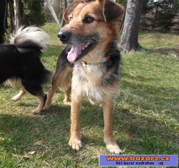 RITA - Border teriér x - fena