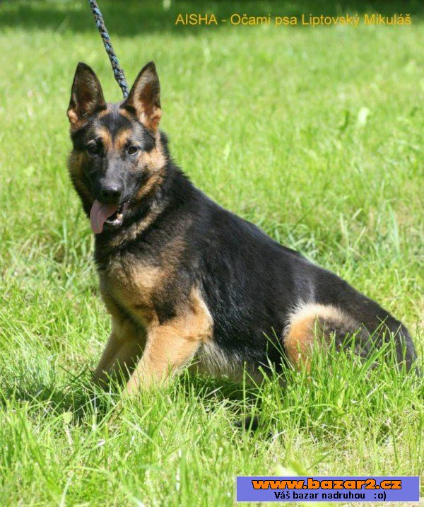 AISHA - Německý ovčák - fena