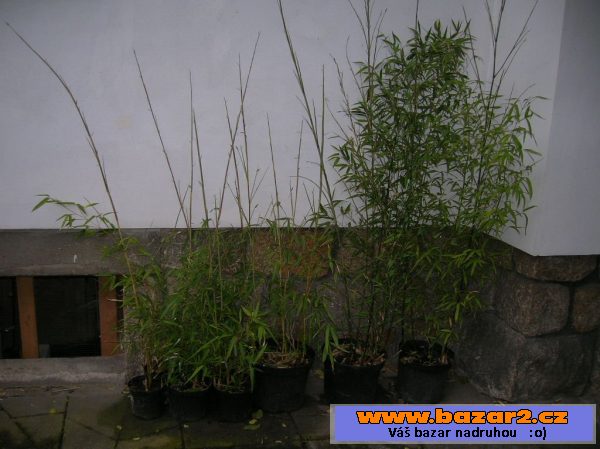 Sazenice bambus-bissetii, parvifolia