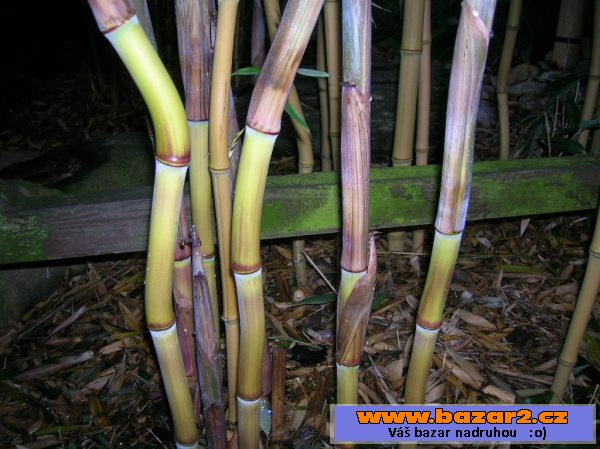 Sazenice bambus-bissetii, parvifolia