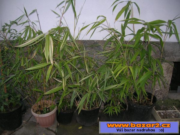 Sazenice bambus-bissetii, parvifolia