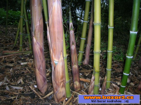 Sazenice bambus-bissetii, parvifolia