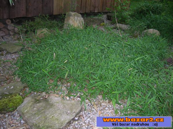 Sazenice bambus-bissetii, parvifolia