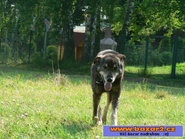 Alaskan husky