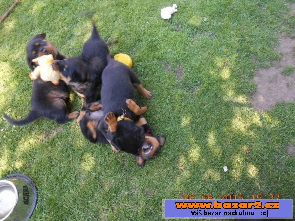 Nabízíme štěňátka RTW - rottweilerů