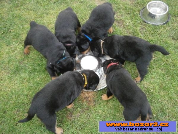 Nabízíme štěňátka RTW - rottweilerů