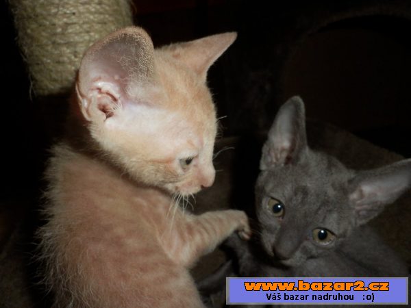 Prodám koťátka cornish rex s PP