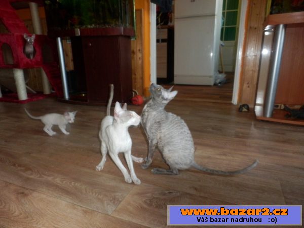 Prodám koťátka cornish rex s PP