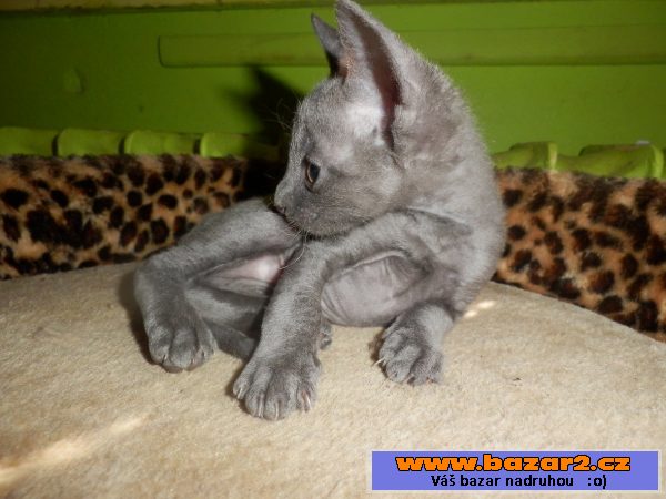 Prodám koťátka cornish rex s PP
