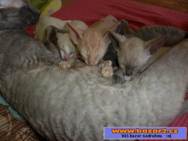 Prodám koťátka cornish rex s PP