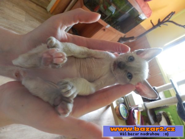 Prodám koťátka cornish rex s PP