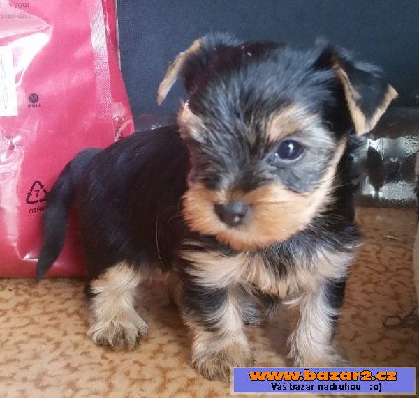 Yorishire terrier