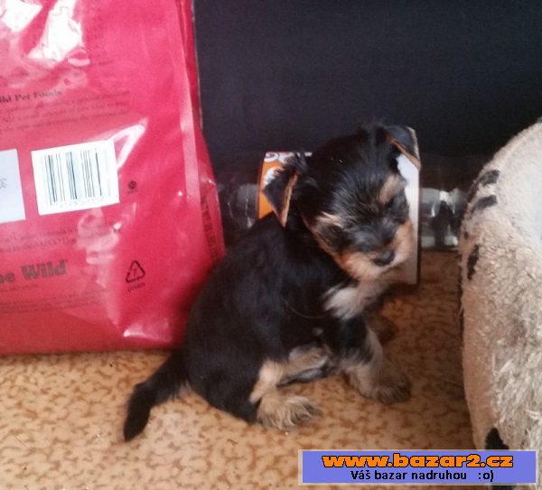 Yorishire terrier