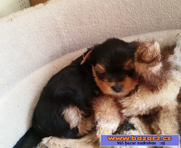 Yorishire terrier