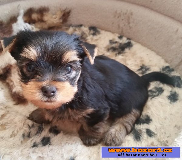 Yorishire terrier