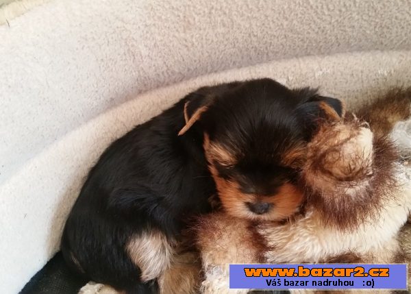 Yorishire terrier