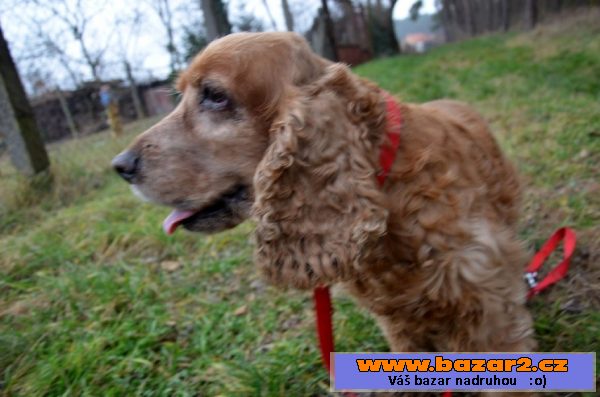 Jessy – 14 ročná sučka 