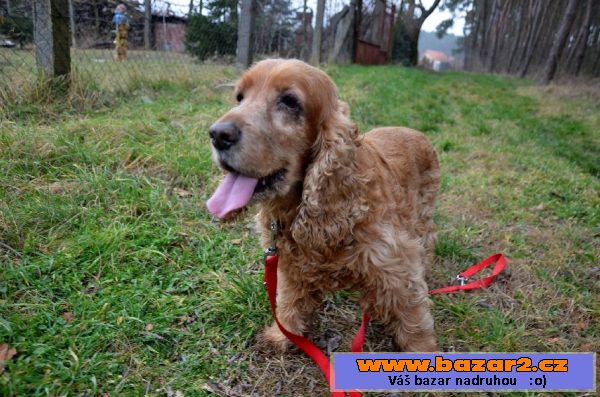 Jessy – 14 ročná sučka 