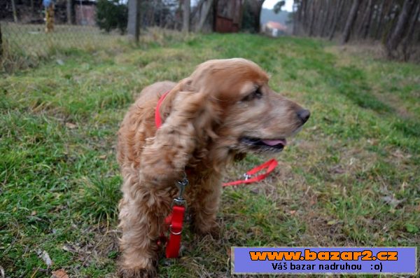 Jessy – 14 ročná sučka 