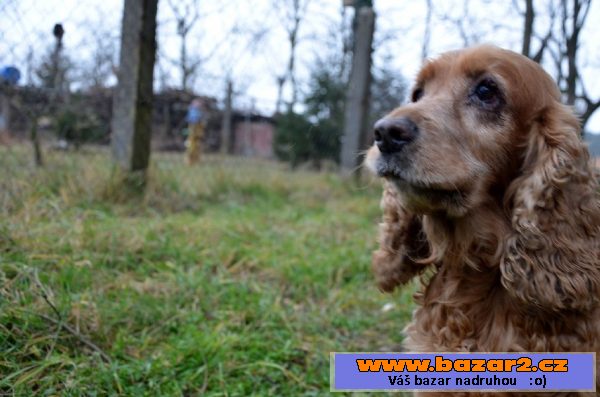 Jessy – 14 ročná sučka 