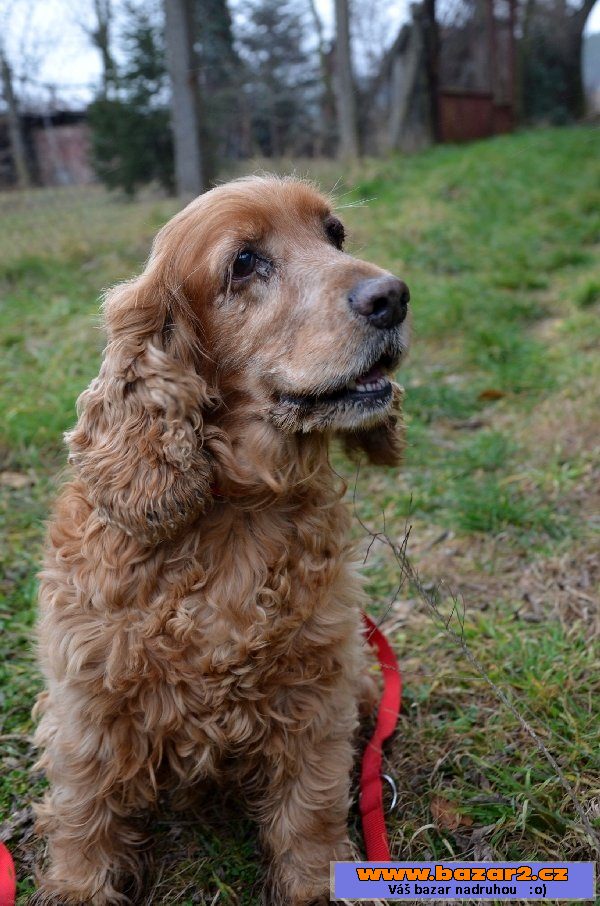 Jessy – 14 ročná sučka 