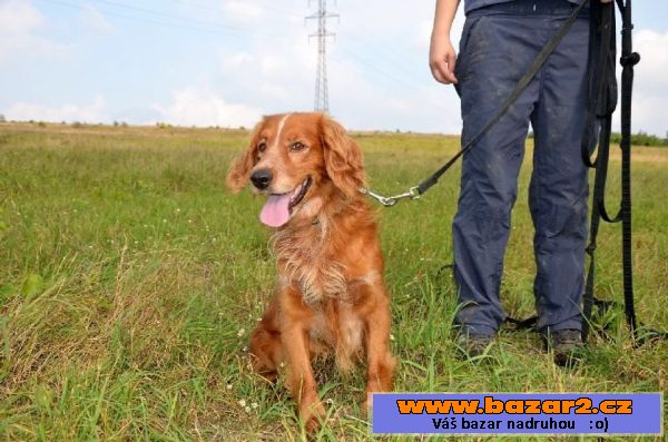 Danny – 4 ročný prítulný welshšprin